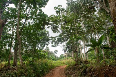 Forêt chemin à Africa – Natural perspective et tropical landscape