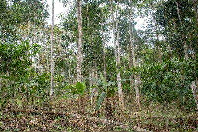 Agroforesterie à africain rainforests – agriculture et biodiversity