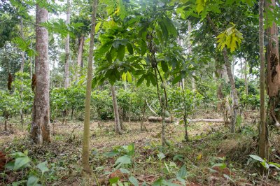 Sous-bois de un africain tropical forêt, showing low vegetation, trees et forêt floor.