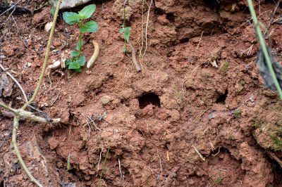 Clay soil à un tropical africain environment – ​​Natural texture et environment