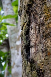 Tropical tree écorce – Natural texture depuis le africain forêt