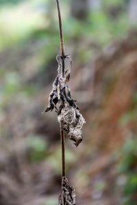 Sec feuille suspendu à forêt tropicale – Natural cycle et decomposition