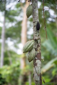 Cacao cabosses sur un cacao tree tronc – africain tropical agriculture
