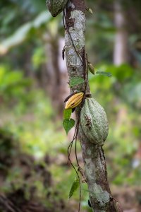 Mûr cacao cabosses sur un cacao tree – durable harvesting et agriculture