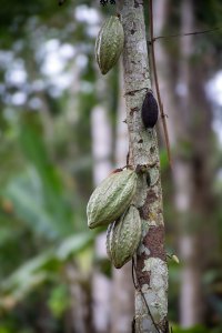 Vert cacao cabosses sur un cacao tree tronc à le forêt tropicale