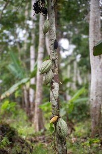 Cacao tree avec cabosses à le africain forêt tropicale