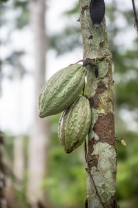 Gros plan de cacao cabosses sur un tree tronc – Botanical detail