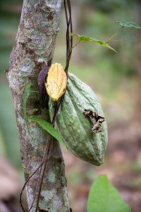 Cacao cabosse – africain récolte