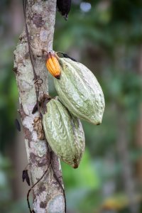 Agriculture & Cacao