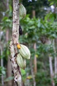 Cacao cabosses à different stages de growth sur un cacao tree tronc à le forêt tropicale