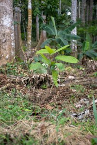 Jeune plant cultivated à africain tropical agroforesterie