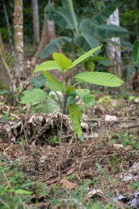 Jeune tropical plant poussant – agriculture et biodiversity