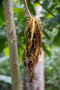 Dried papaya feuille suspendu – Plant cycle à un tropical africain environment