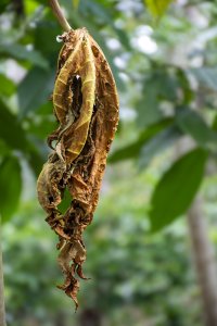 Dried papaya feuille suspendu – Natural plant cycle à un tropical environment