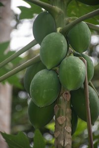 Vert papaya fruits à clusters – africain tropical agriculture