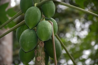 Vert papayas sur papaya trees – Fruit cultivation à tropical environments