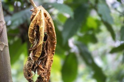 Suspendu dried papaya feuille – Natural cycle de tropical plants