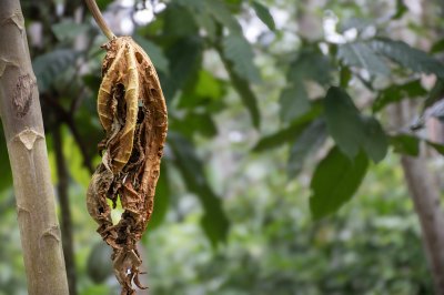 Fané papaya feuille à un tropical environment – ​​End de plant cycle