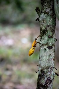 Jeune cacao cabosse sur un tree tronc – cacao cultivation à Africa