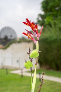 Red canna indica fleur à un tropical environment – ​​africain ornemental plant