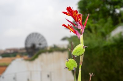 Canna indica à floraison à front de un urban bâtiment – Nature et landscape