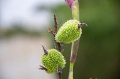 Immature fruits de canna indica – tropical botanical detail