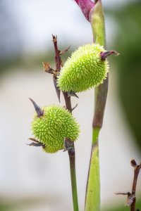 Canna indica seed capsules – Plant reproduction cycle
