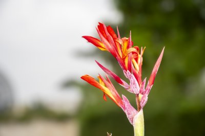 Gros plan de un canna indica fleur – tropical floral aesthetic