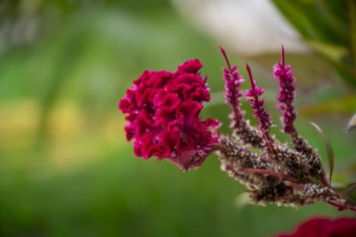 Red célosie fleur – tropical ornemental Plant à floraison