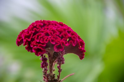 Gros plan de red célosie – Floral texture et natural aesthetic