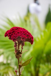 Upright célosie fleur – tropical Botanical Elegance