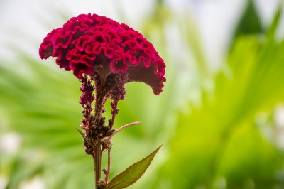Isolated red célosie – Floral contrast et tropical nature