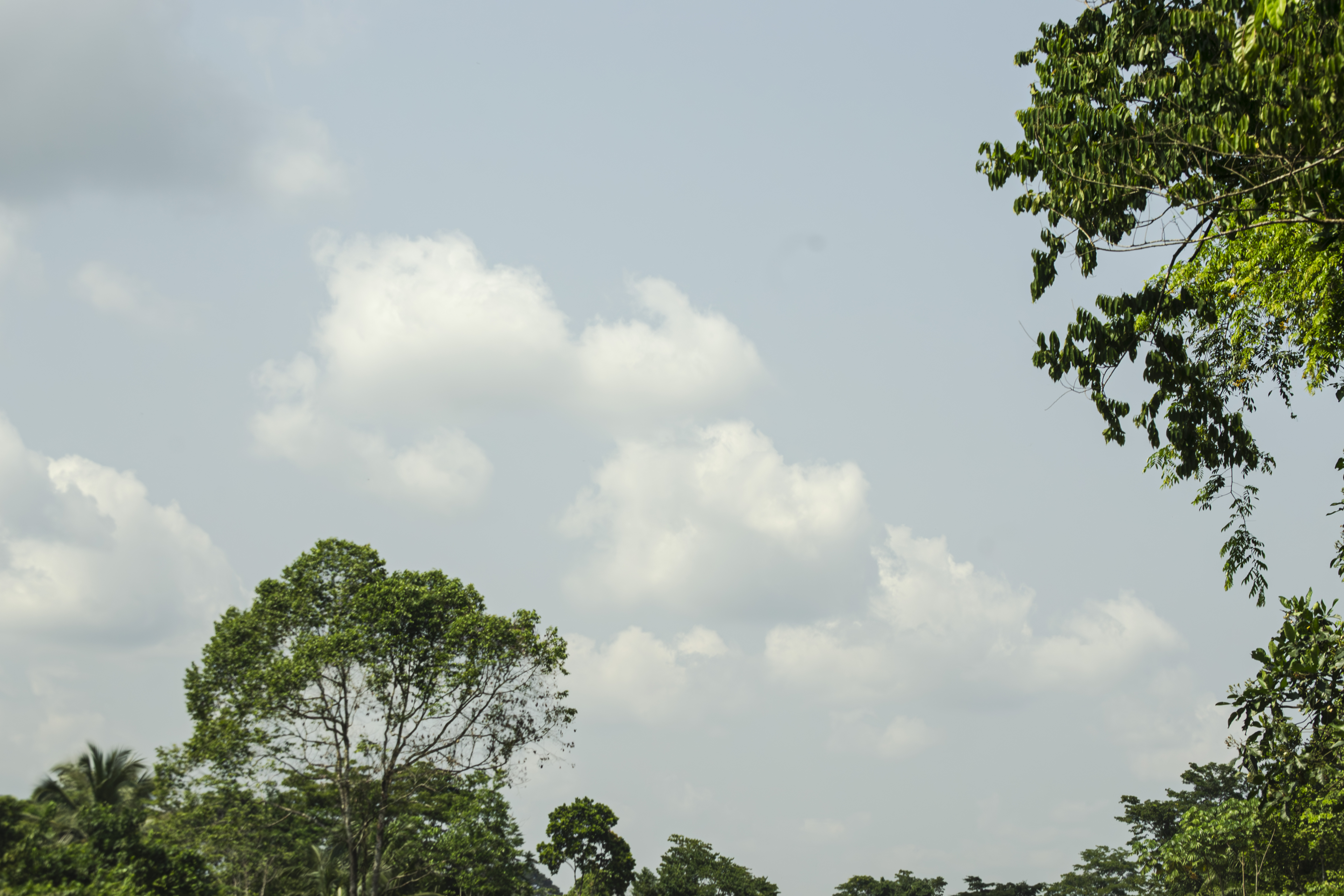 Ciel bleu et tree feuilles à le city de Mbalmayo à Cameroun