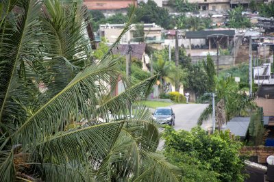 Feuilles de cocotier obstruant la vue de le road