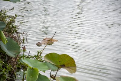 Crocodile s'approchant de la rive de Lac aux crocodiles à Ville de Yamoussoukro