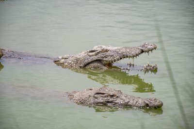Crocodile ouvrant la gueule parmi d'autres crocodiles 01