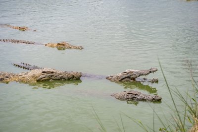 Crocodile ouvrant la gueule parmi d'autres crocodiles à le Lac aux crocodiles