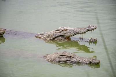 Crocodile ouvrant la gueule parmi d'autres crocodiles