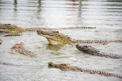 Crocodile levant la tête parmi d'autres crocodiles à le Lac aux crocodiles à le city de Yamoussoukro à Côte d'Ivoire 01