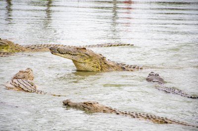 Crocodile levant la tête parmi d'autres crocodiles à le Lac aux crocodiles à le city de Yamoussoukro à Côte d'Ivoire 02