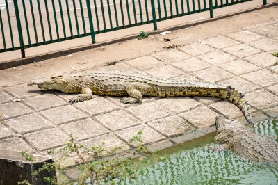 Crocodile se reposant sur le edge de Lac aux crocodiles à Yamoussoukro