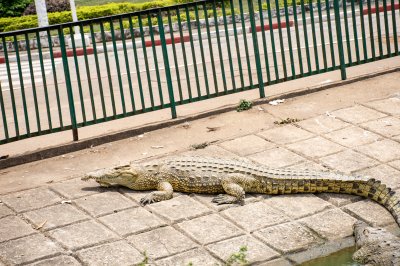 Crocodile se reposant sur le edge de Lac aux crocodiles