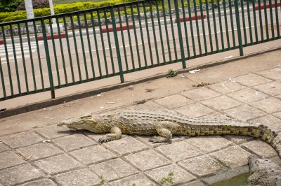Crocodile se reposant hors de l'eau à le edge de le Lac aux crocodiles à le city de Yamoussoukro à Côte d'Ivoire
