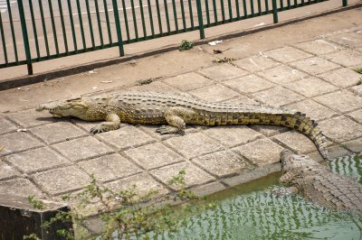 Crocodile se reposant hors de l'eau à le edge de le Lac aux crocodiles à le city de Yamoussoukro
