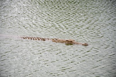 Crocodile nageant à le Lac aux crocodiles à le city de Yamoussoukro à Côte d'Ivoire 01