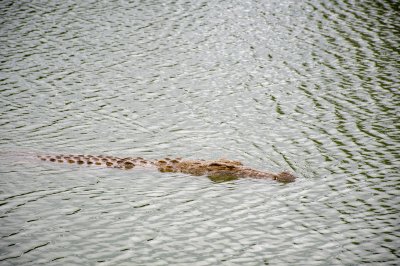 Crocodile nageant à le Lac aux crocodiles à le city de Yamoussoukro à Côte d'Ivoire 02