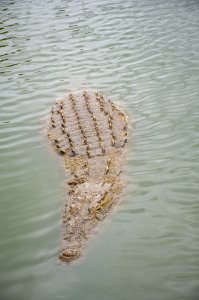 Crocodile nageant à le Lac aux crocodiles à le city de Yamoussoukro à Côte d'Ivoire 05
