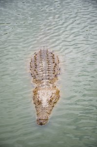 Crocodile nageant à le Lac aux crocodiles à le city de Yamoussoukro à Côte d'Ivoire 06
