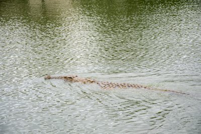 Crocodile nageant à le Lac aux crocodiles à le city de Yamoussoukro à Côte d'Ivoire 07
