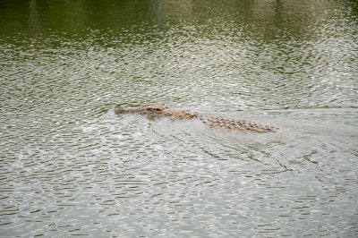 Crocodile nageant à le Lac aux crocodiles à le city de Yamoussoukro à Côte d'Ivoire 08